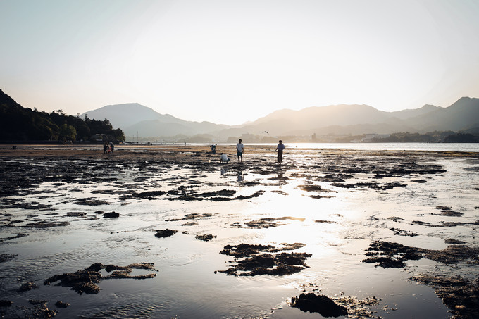 紫藤花开的季节去看锦鲤成了精，据说转发会有好运