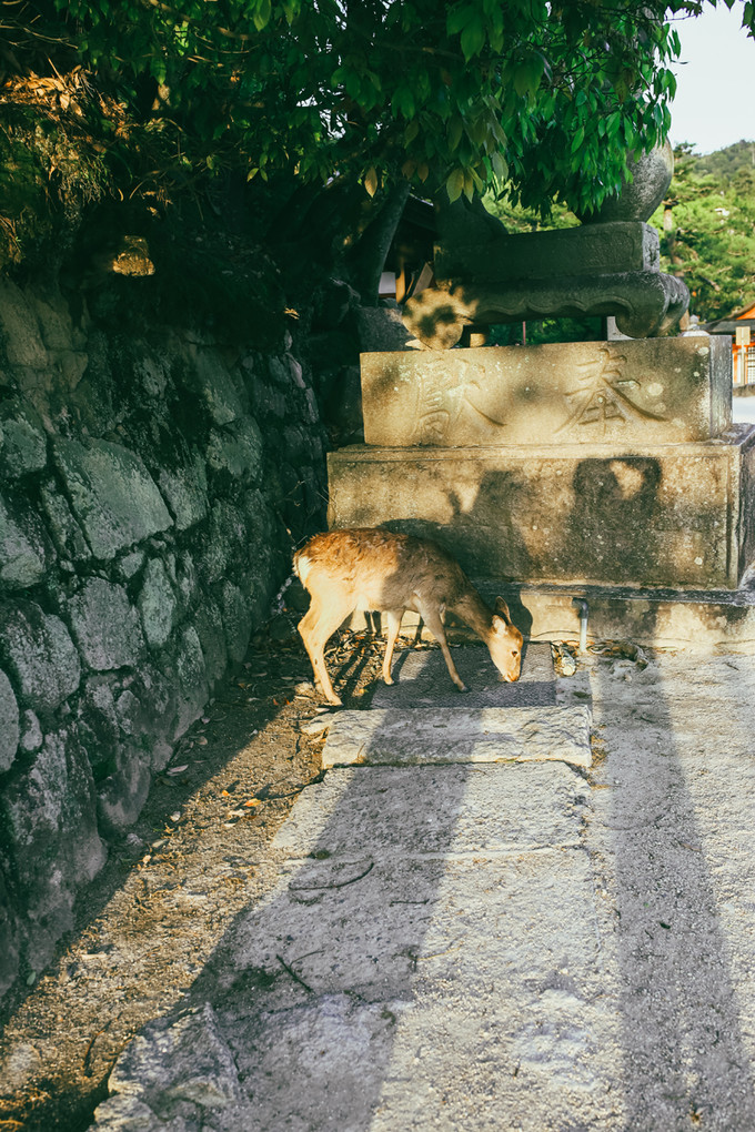 紫藤花开的季节去看锦鲤成了精，据说转发会有好运