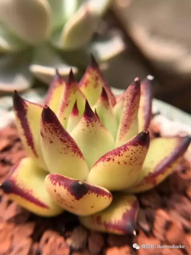 沉浸在花花草草的世界里,沉浸在动物和花海世界中