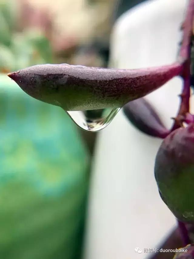 沉浸在花花草草的世界里,沉浸在动物和花海世界中