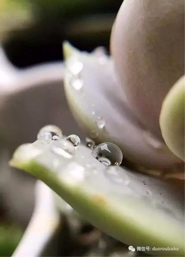 沉浸在花花草草的世界里,沉浸在动物和花海世界中