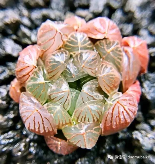 沉浸在花花草草的世界里,沉浸在动物和花海世界中