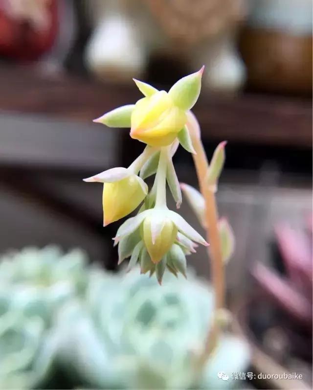 沉浸在花花草草的世界里,沉浸在动物和花海世界中