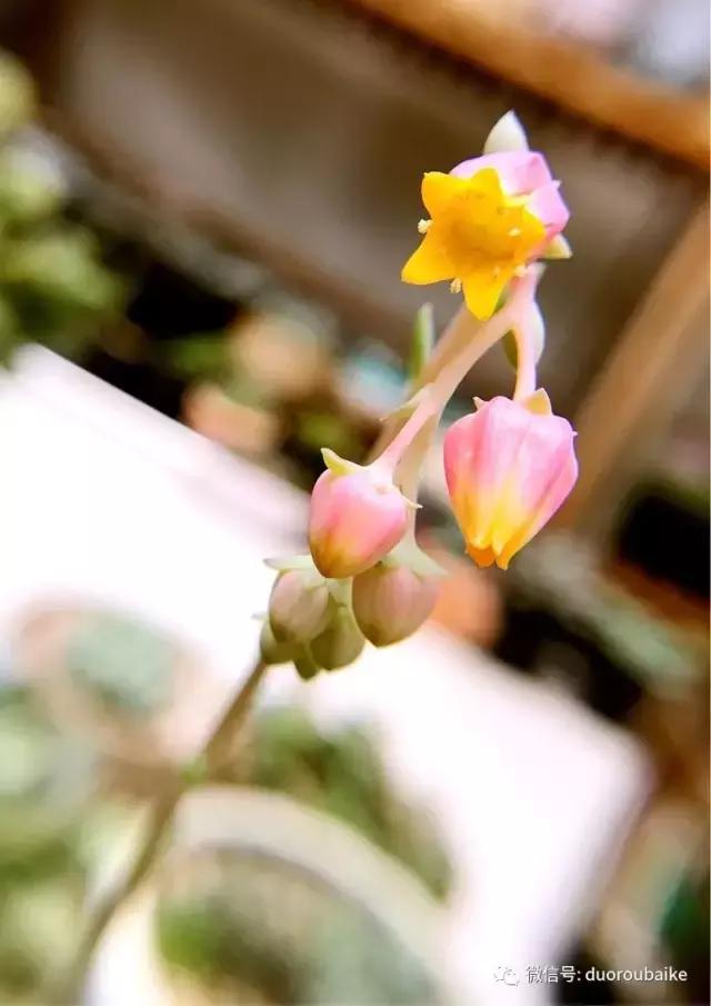 沉浸在花花草草的世界里,沉浸在动物和花海世界中