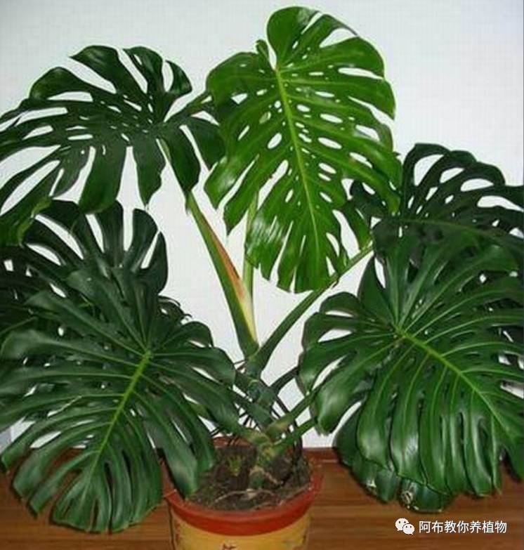 阿布教你养茉莉,阿布教你养植物