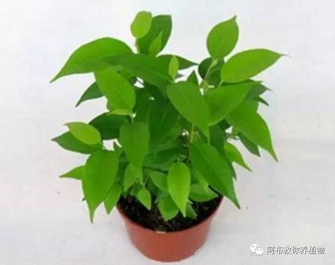 阿布教你养茉莉,阿布教你养植物
