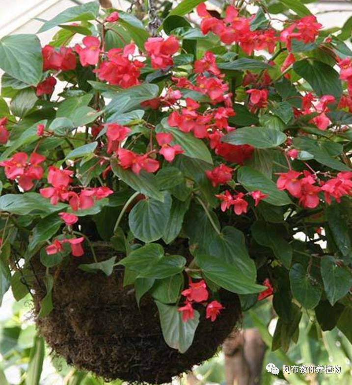 阿布教你养茉莉,阿布教你养植物