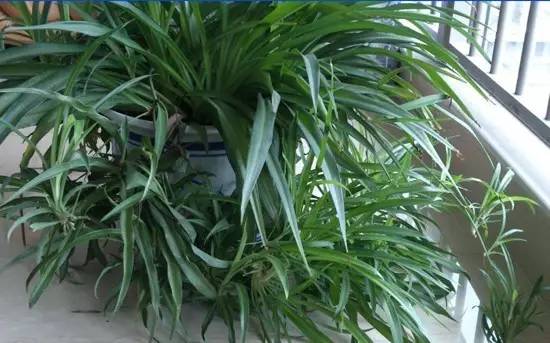 辟谣吸收甲醛最好的室内绿植,能吸附甲醛的绿色植物