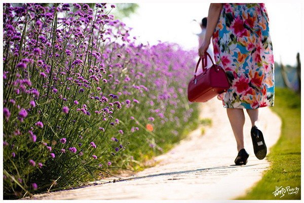 雪浪山门口花海,雪浪山马鞭草花海