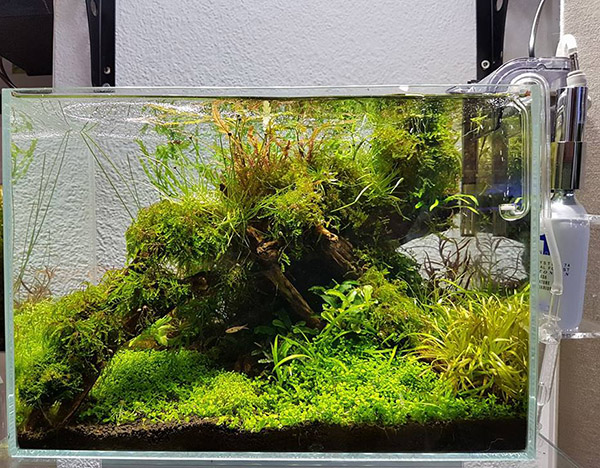 家居鱼缸水草,家里养水草缸风水上有什么说法