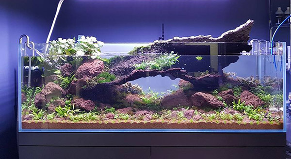 家居鱼缸水草,家里养水草缸风水上有什么说法