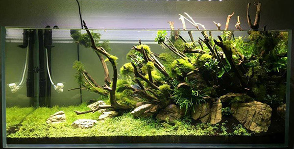 家居鱼缸水草,家里养水草缸风水上有什么说法