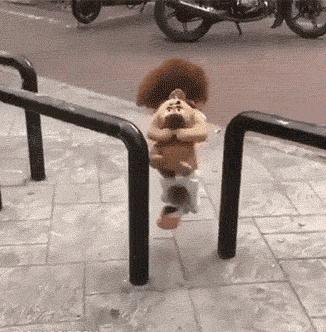 泰迪模仿主人的5种表现,泰迪真的能听懂人类的脚步声吗