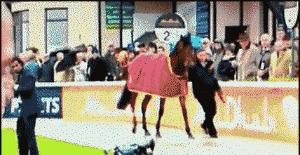 泰迪模仿主人的5种表现,泰迪真的能听懂人类的脚步声吗