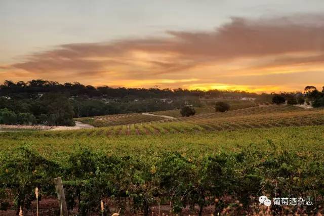 哪款雷司令最好,新手买哪款雷司令