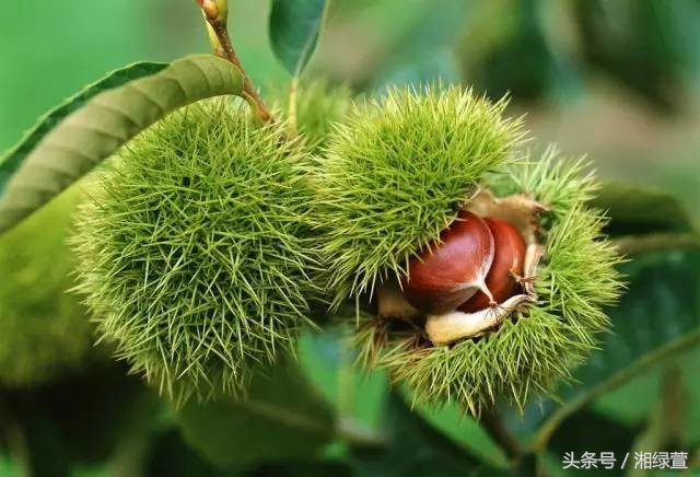 一说到栗子,就让人想到“举栗子”?