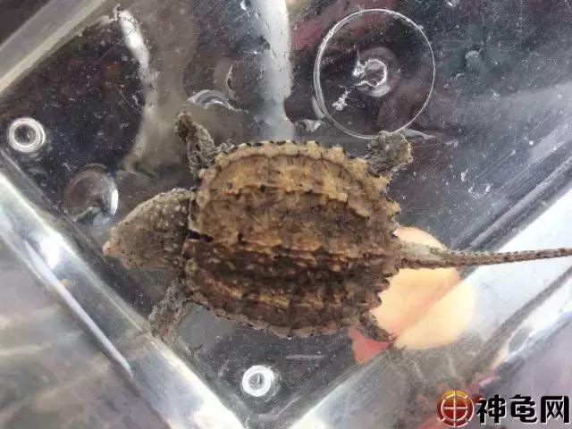 食盐对龟的消毒作用,碘伏能治龟病吗