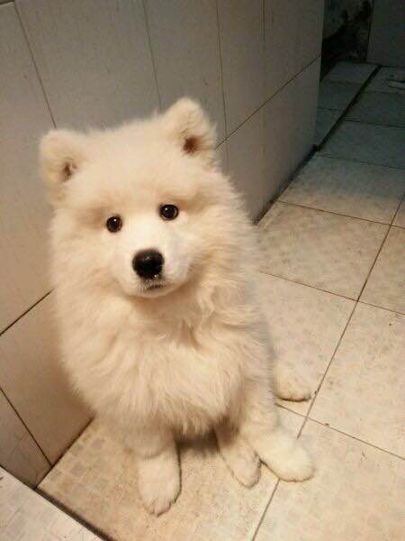 护食物的萨摩耶如何训,护食被主人打萨摩耶