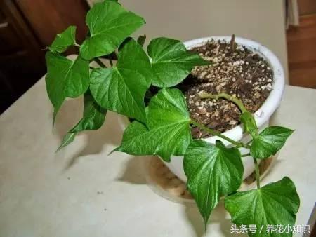 盆栽花卉一边发黄一边发绿,花卉黄叶变绿最快方法