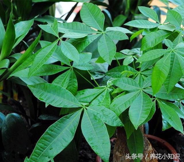 盆栽花卉一边发黄一边发绿,花卉黄叶变绿最快方法