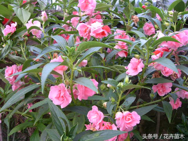 凤仙花栽培技术,无人栽培凤仙花