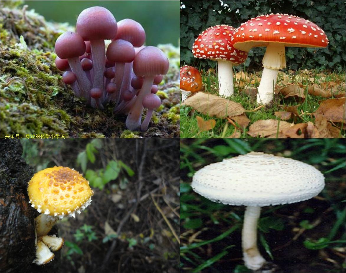 你知道毒蘑菇吃下去以后,它会对你的身体造成什么影响吗?