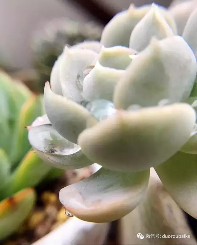 沉浸在花花草草的世界里,沉浸在动物和花海世界中