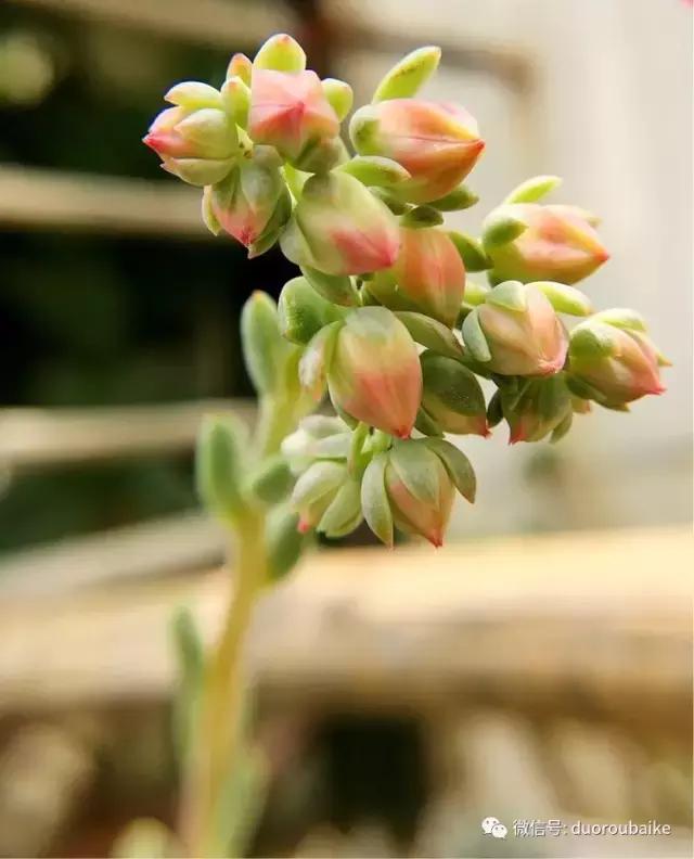 沉浸在花花草草的世界里,沉浸在动物和花海世界中