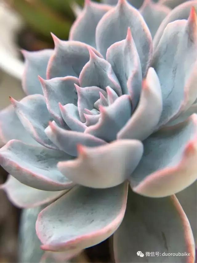 沉浸在花花草草的世界里,沉浸在动物和花海世界中