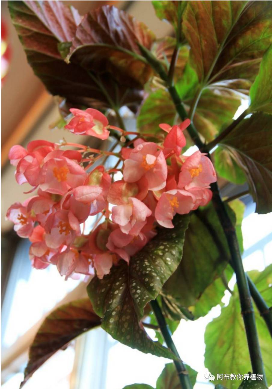 阿布教你养茉莉,阿布教你养植物