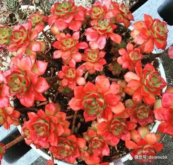 多肉蒂亚小苗怎么养才能爆盆,多肉植物火焰蒂亚徒长了怎么办