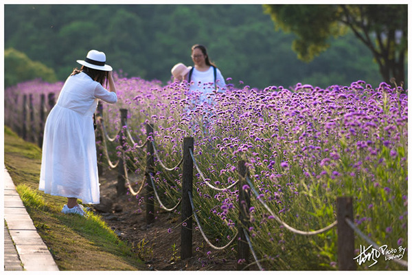 雪浪山门口花海,雪浪山马鞭草花海