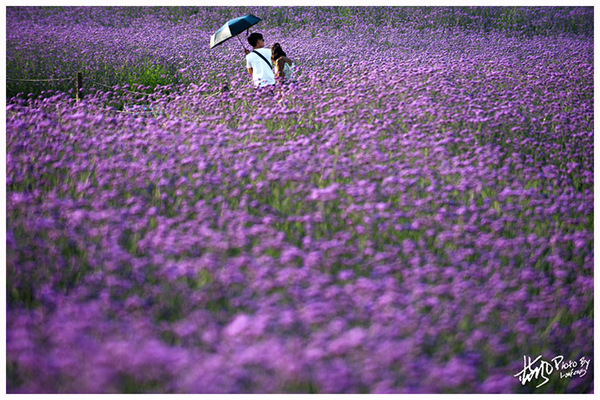 雪浪山门口花海,雪浪山马鞭草花海