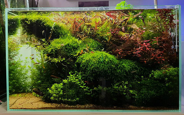 家居鱼缸水草,家里养水草缸风水上有什么说法