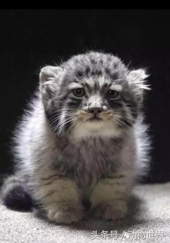 动物主题的儿童摄影,儿童拍摄动物世界图