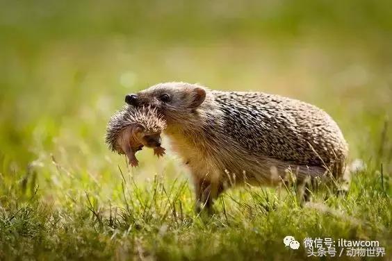 动物主题的儿童摄影,儿童拍摄动物世界图