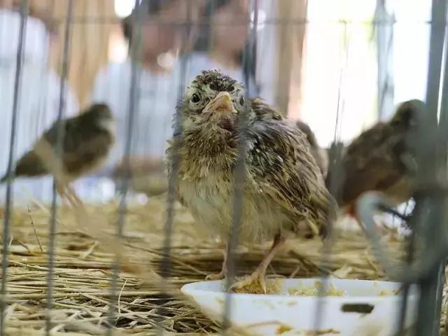 这一批小云雀的命运:有人捉住它们,有人救助它们,今天被放生