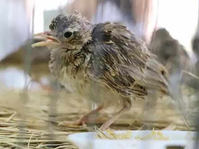这一批小云雀的命运:有人捉住它们,有人救助它们,今天被放生