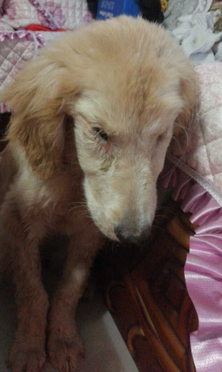 流浪狗满身皮肤病治疗,流浪小狗得了皮肤病