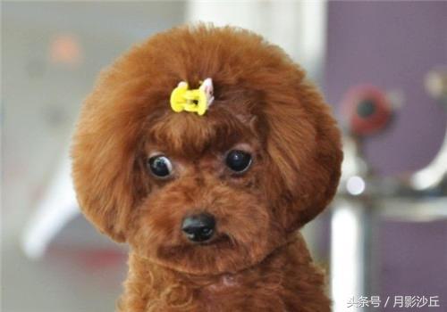 怀孕泰迪犬的注意事项