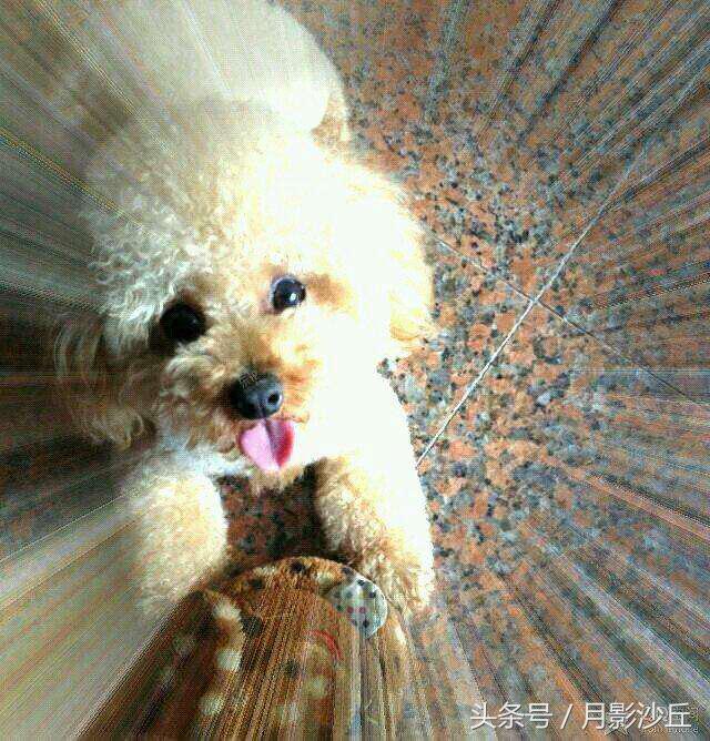 怀孕泰迪犬的注意事项