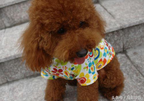 怀孕泰迪犬的注意事项