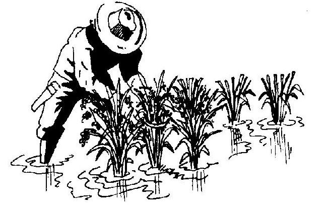 什么！你吃的不是香喷喷的白饭而是鬼稻？浙大科学家解密鬼稻