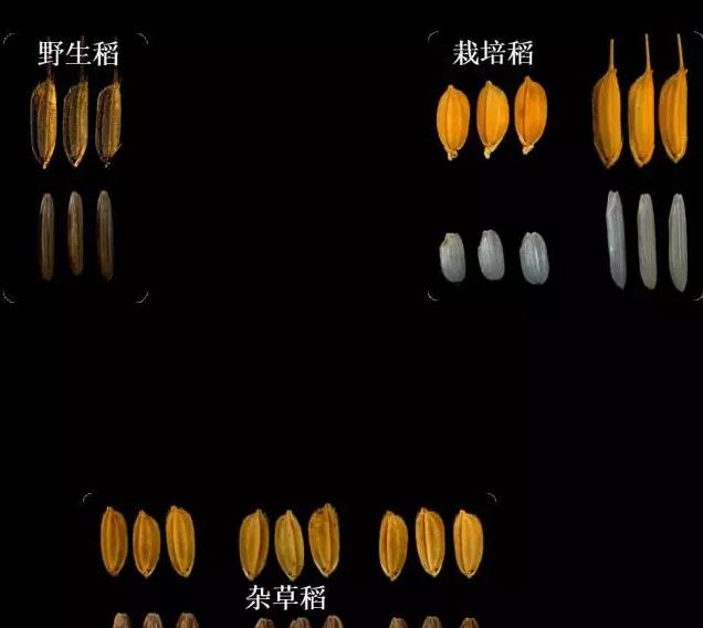 什么！你吃的不是香喷喷的白饭而是鬼稻？浙大科学家解密鬼稻