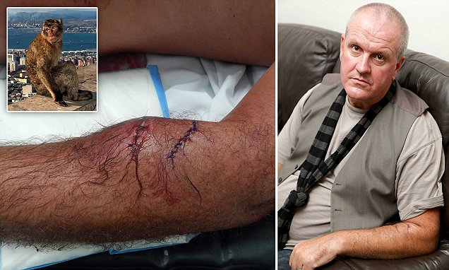 为什么猴子都爱打架呢,猴子真是又可爱又调皮