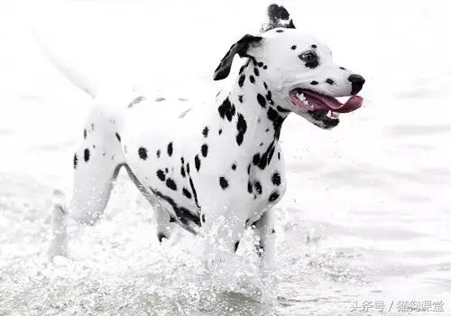 大麦町斑点狗杭州禁养吗,大麦町犬的斑点是怎么形成的