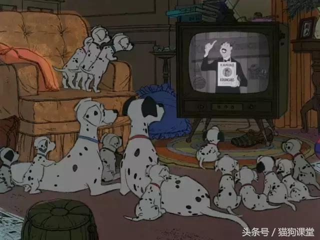 大麦町斑点狗杭州禁养吗,大麦町犬的斑点是怎么形成的