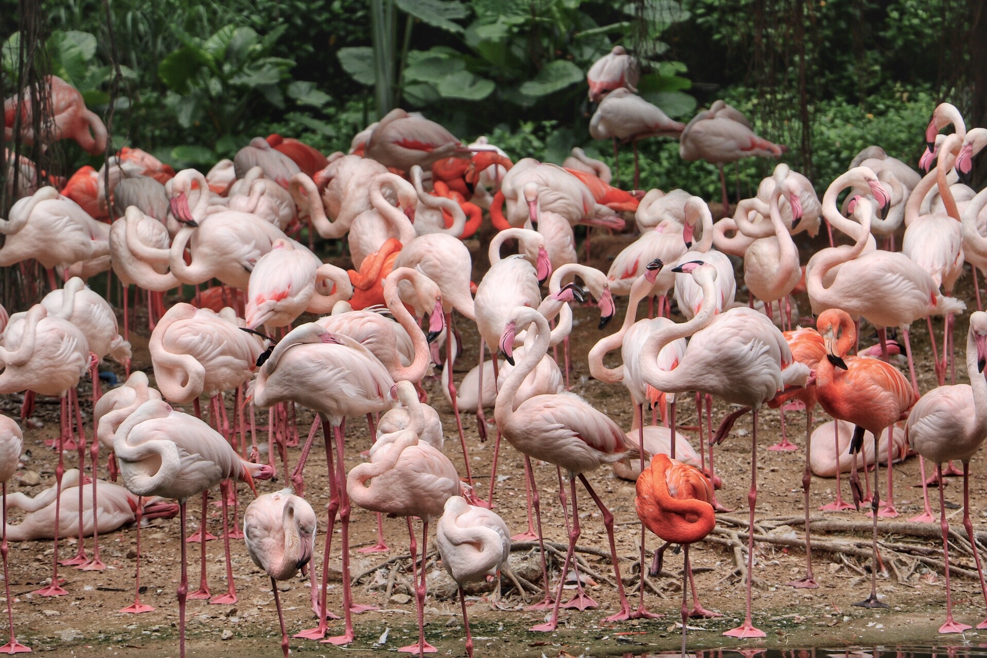 一月广州长隆野生动物园游玩攻略,长隆海洋王国不可错过
