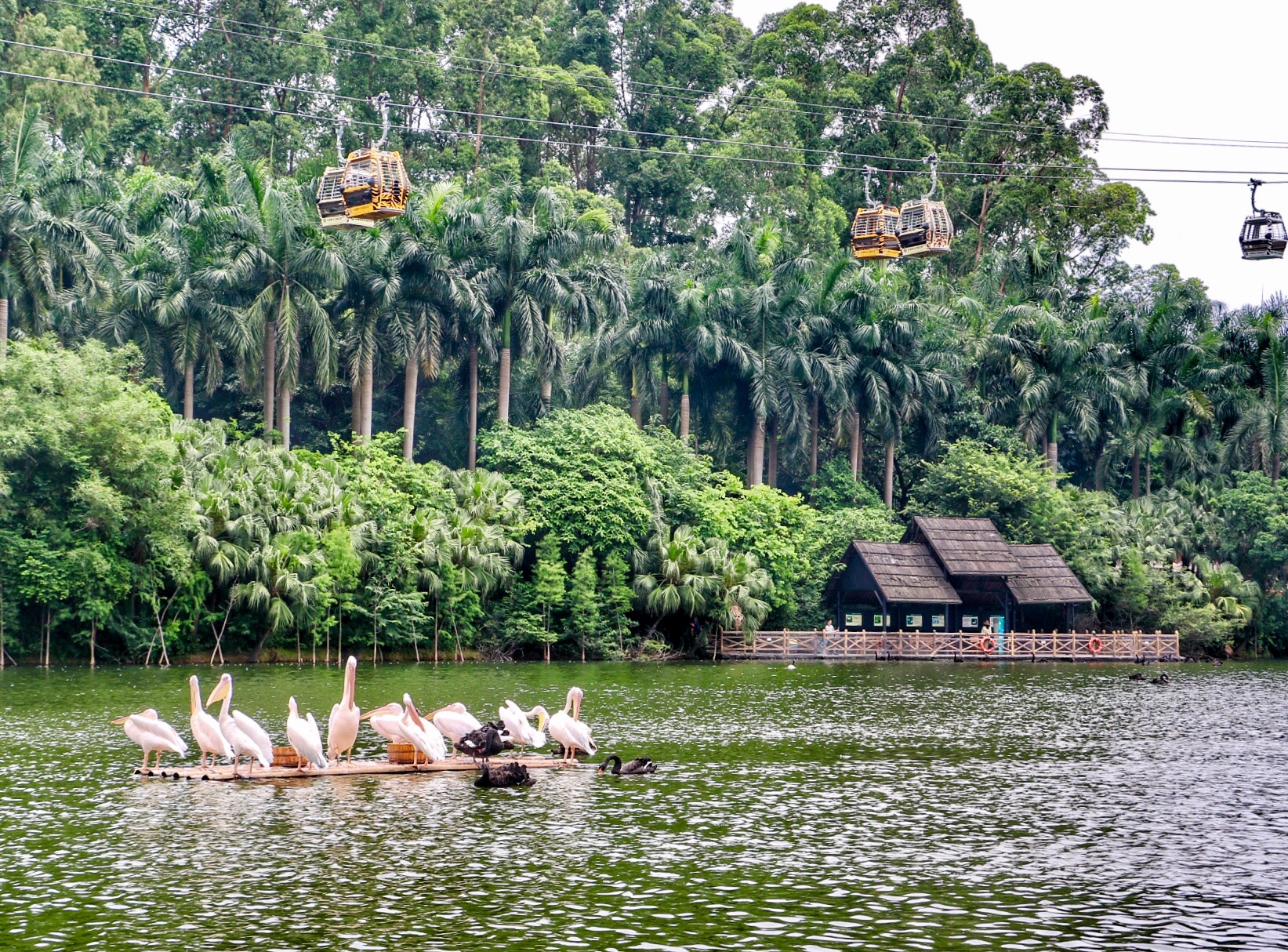 一月广州长隆野生动物园游玩攻略,长隆海洋王国不可错过