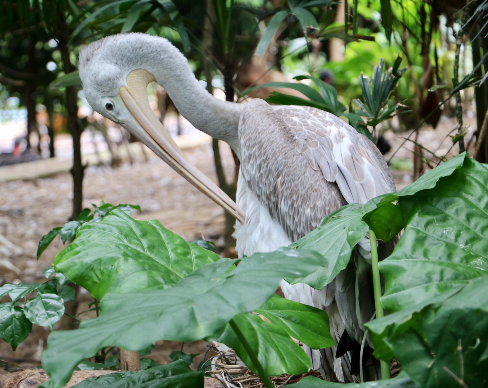 一月广州长隆野生动物园游玩攻略,长隆海洋王国不可错过